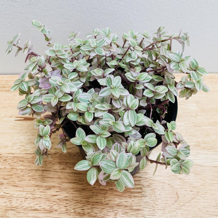 Callisia repens "Turtle vine" - 4" - plvnt bby