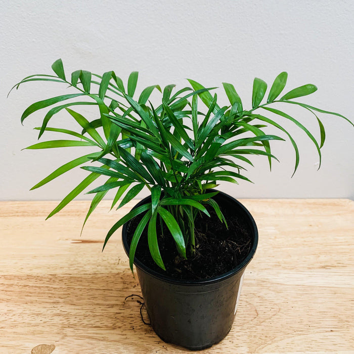 Chamaedorea elegans "Parlor Palm" - 4" - plvnt bby