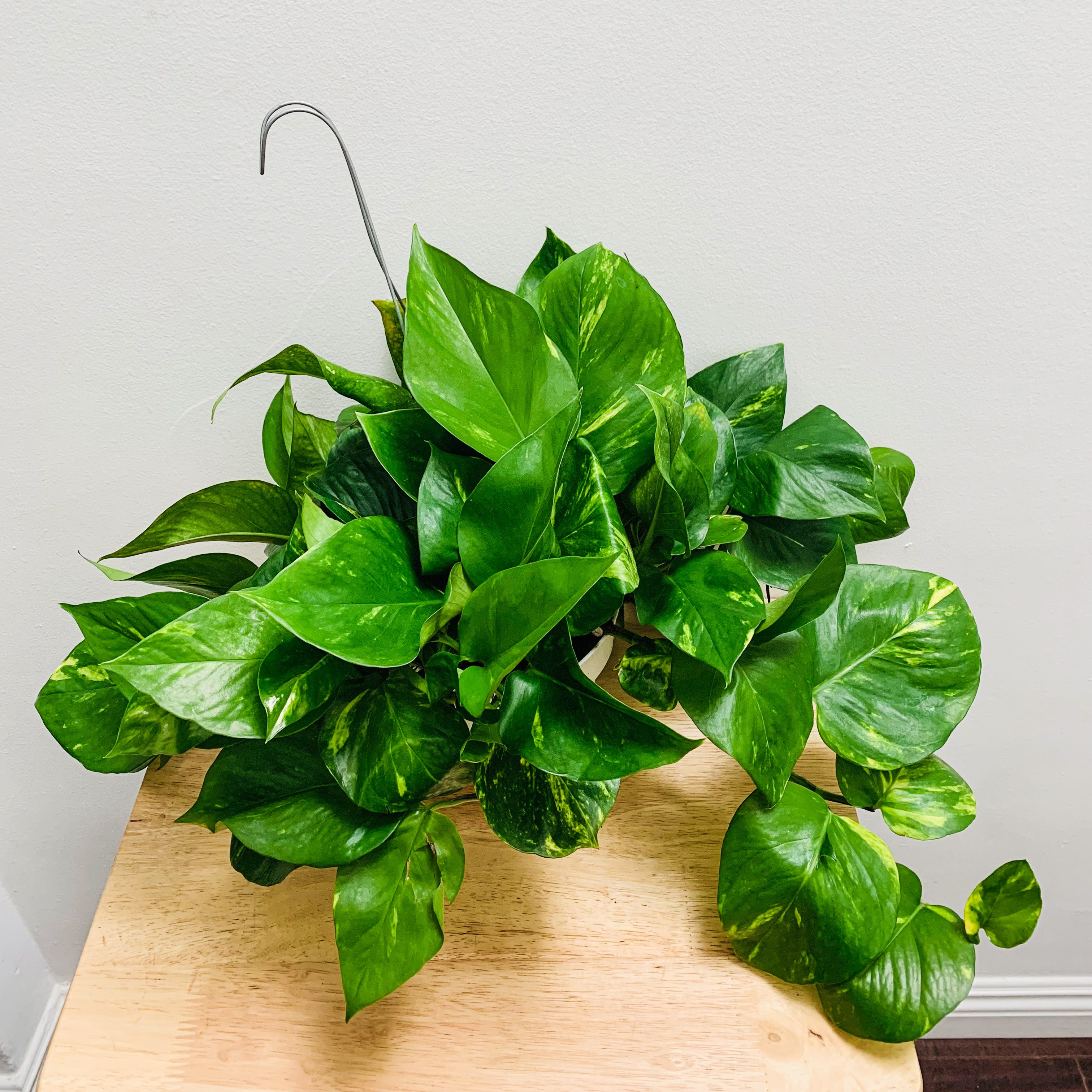 epipremnum aureum vs golden pothos Epipremnum Aureum (Golden Pothos)