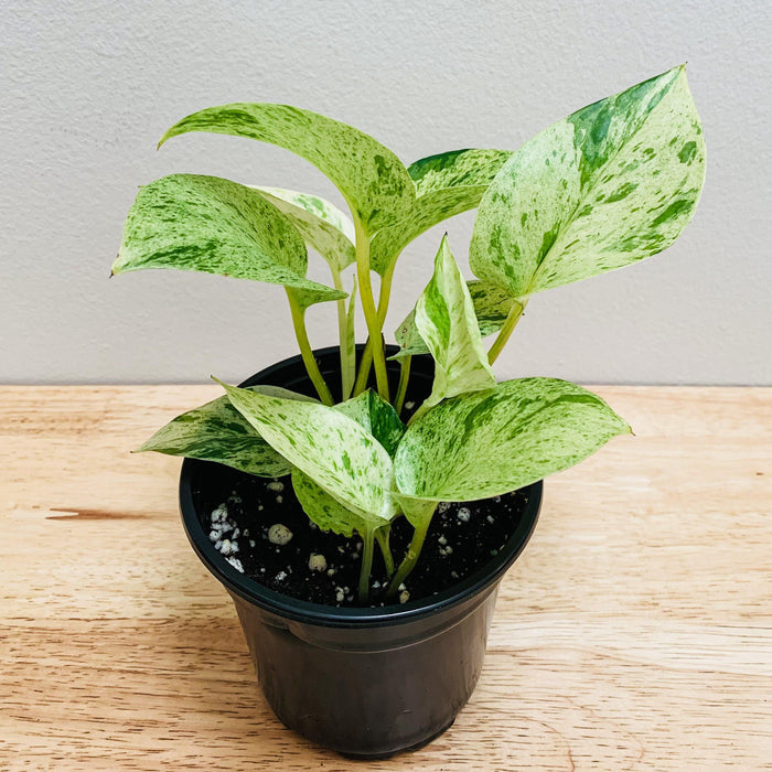 Epipremnum aureum "Marble Queen pothos" - 4" - plvnt bby