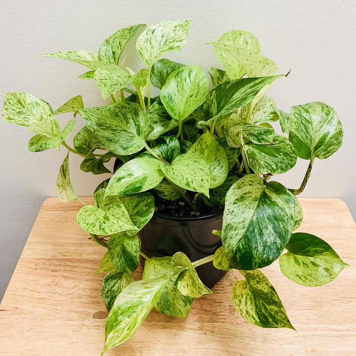 Epipremnum aureum "Marble Queen pothos" - 6" - plvnt bby