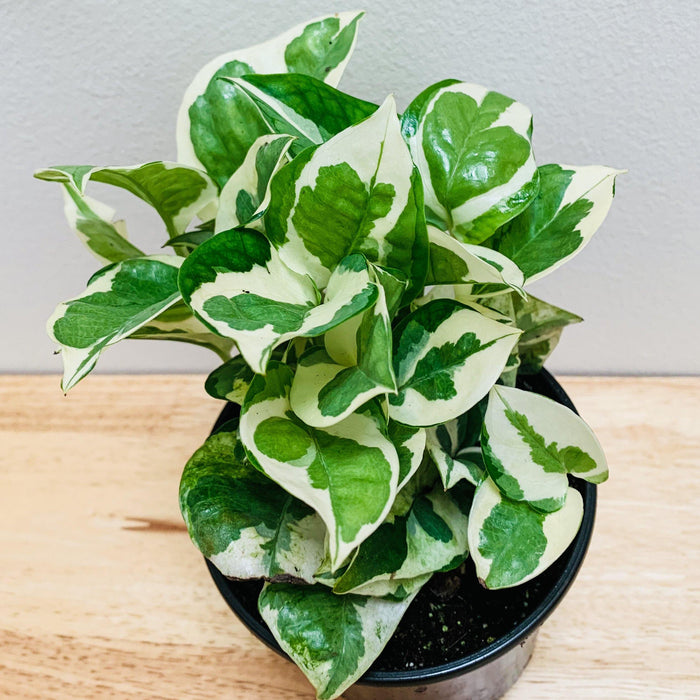 Epipremnum aureum "N'joy pothos" - 4" - plvnt bby