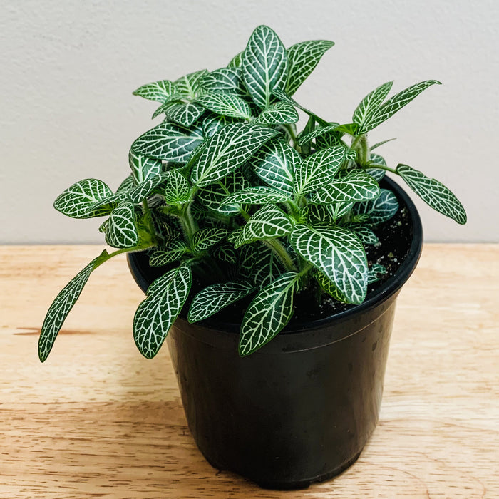 Fittonia Albivenis (Nerve Plant) - 4"