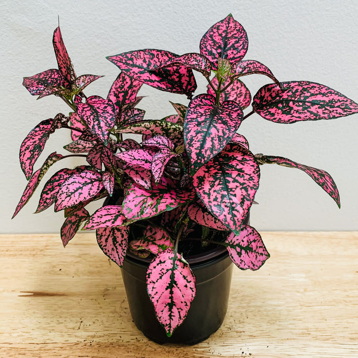 Hypoestes Phyllostachya (Polka Dot) - 4"