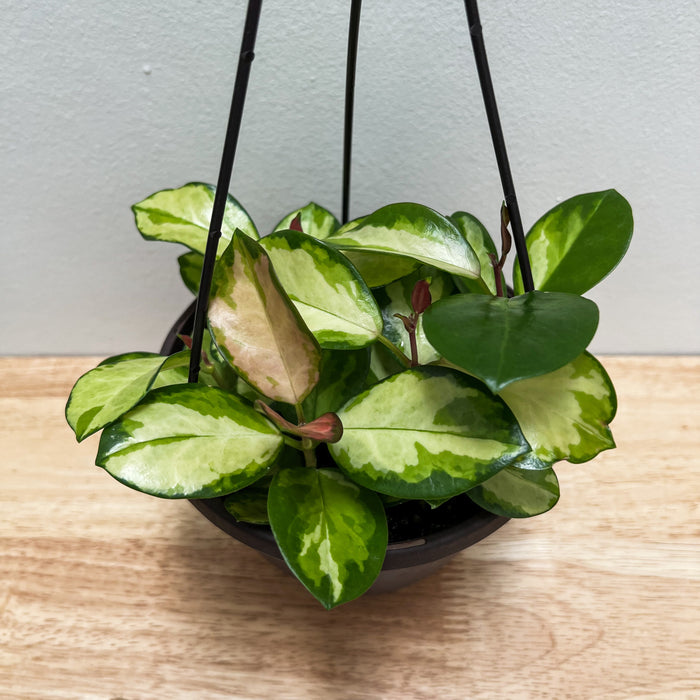 Hoya Australis Lisa - 6"