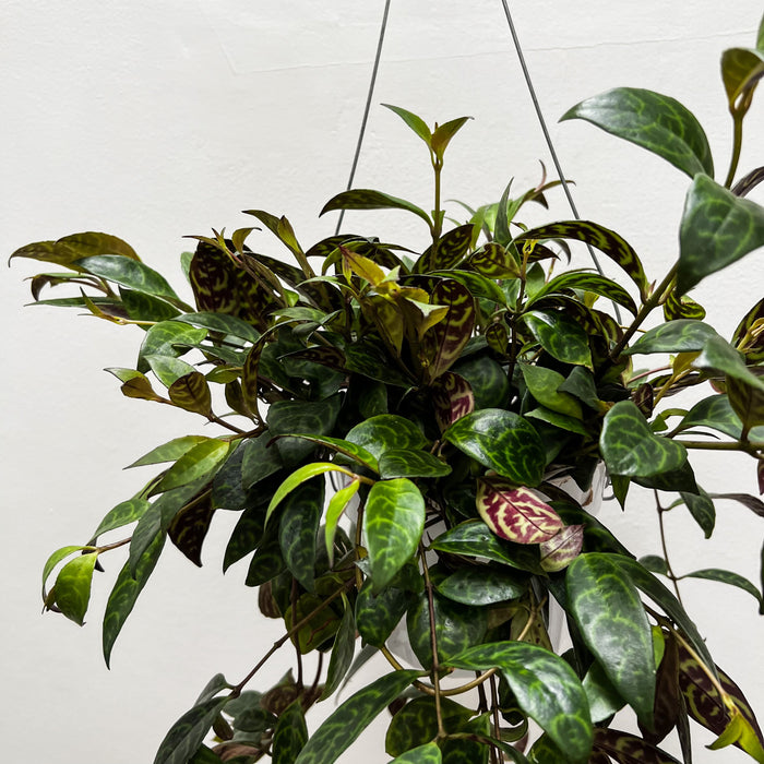 Aeschynanthus Longicaulis (Lipstick, Black Pagoda)- 6"