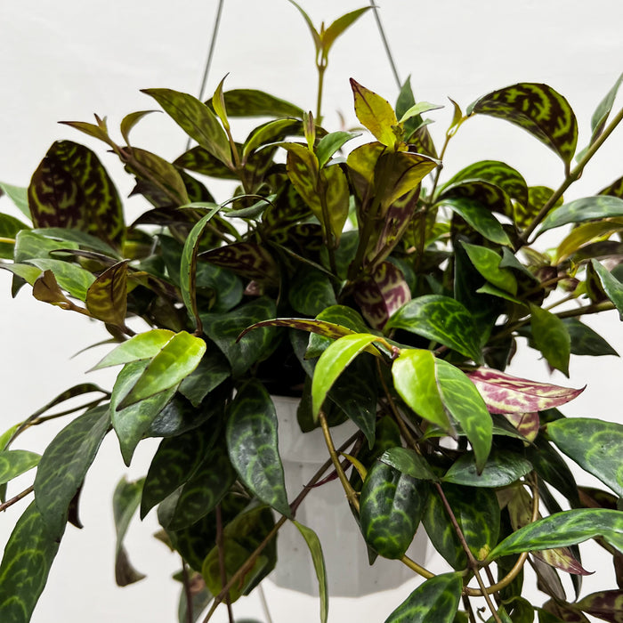 Aeschynanthus Longicaulis (Lipstick, Black Pagoda)- 6"