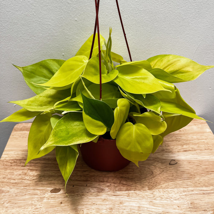 Philodendron Cordatum Lemon Lime - 6"