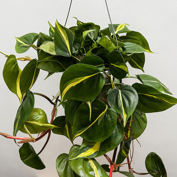 Philodendron Cordatum Brazil - 6"