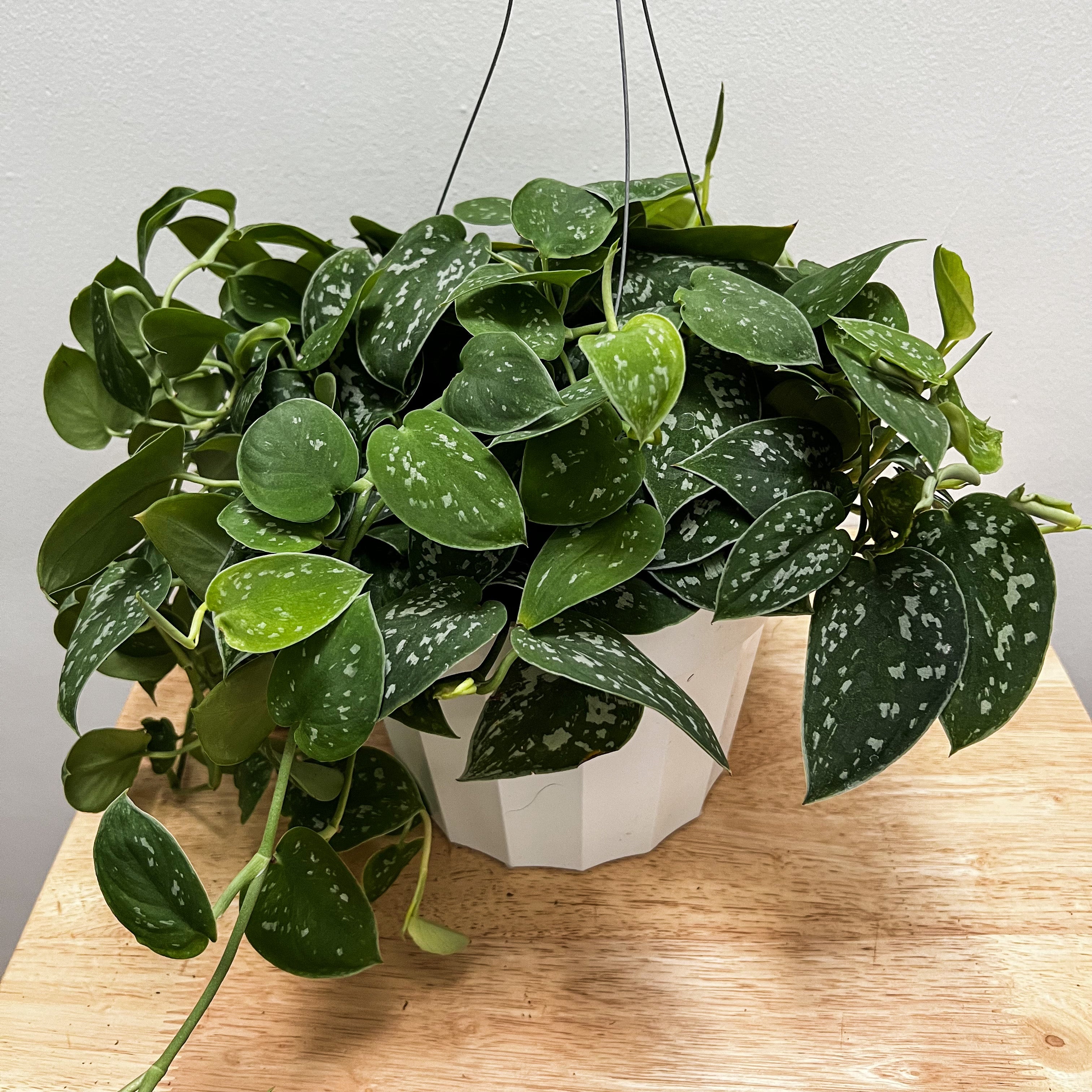 satin philodendron Scindapsus Pictus (Satin Pothos)