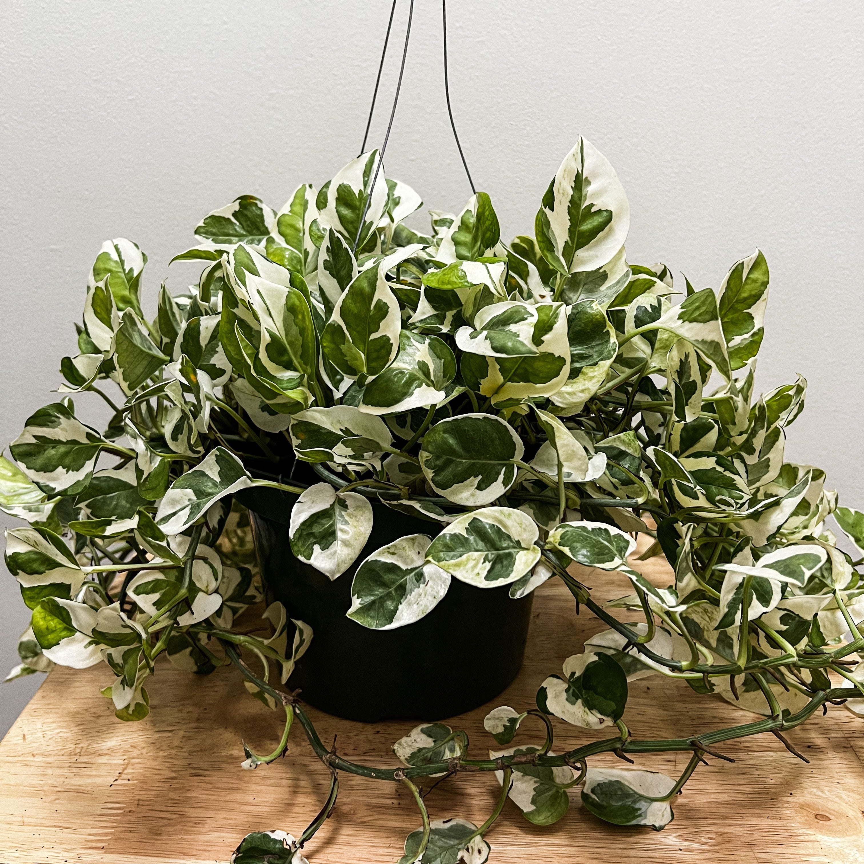 epipremnum pothos n'joy Epipremnum Aureum (N'joy Pothos)