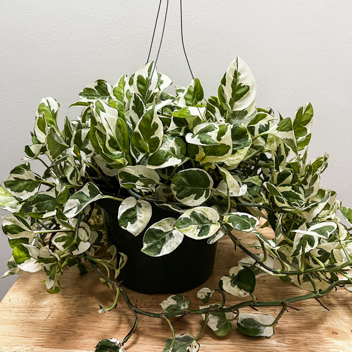 Epipremnum Aureum (N'joy Pothos) - 8"