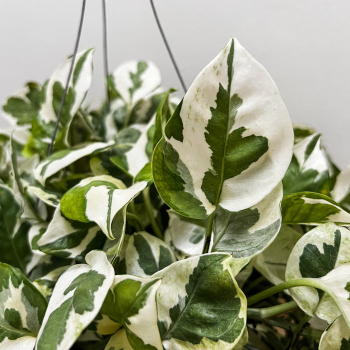 Epipremnum Aureum (N'joy Pothos) - 8"