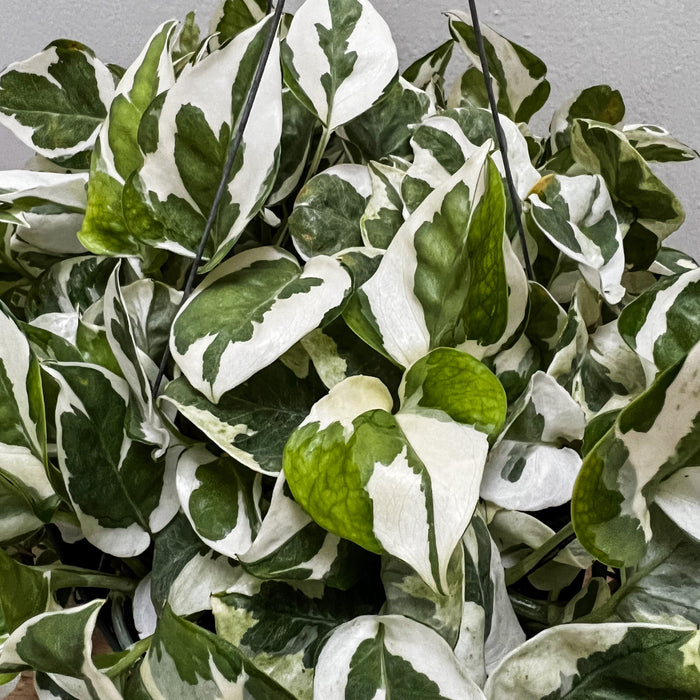 Epipremnum Aureum (N'joy Pothos) - 8"