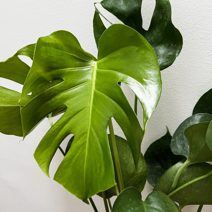 Monstera Deliciosa - 8"