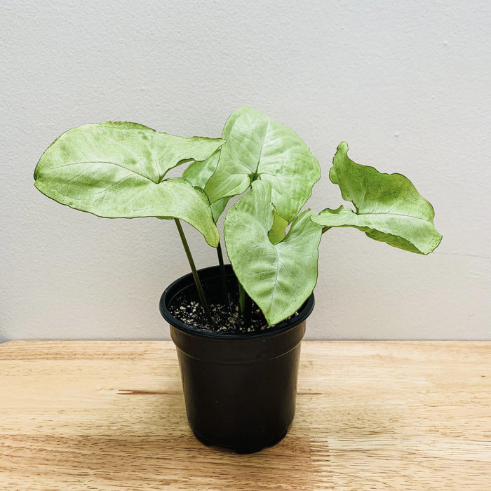Syngonium podophyllum "White Butterfly" - 4" - plvnt bby