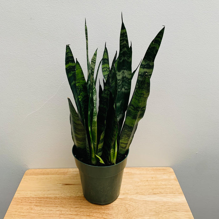 Sansevieria Zeylanica Black Coral (Snake Plant) - 6"