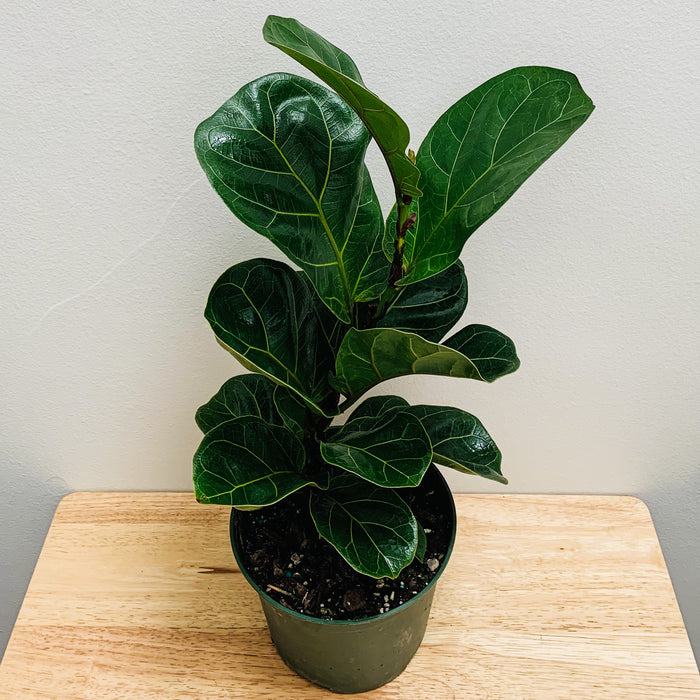 Ficus Lyrata Little Fiddle (Fiddle Leaf Fig) - 6"
