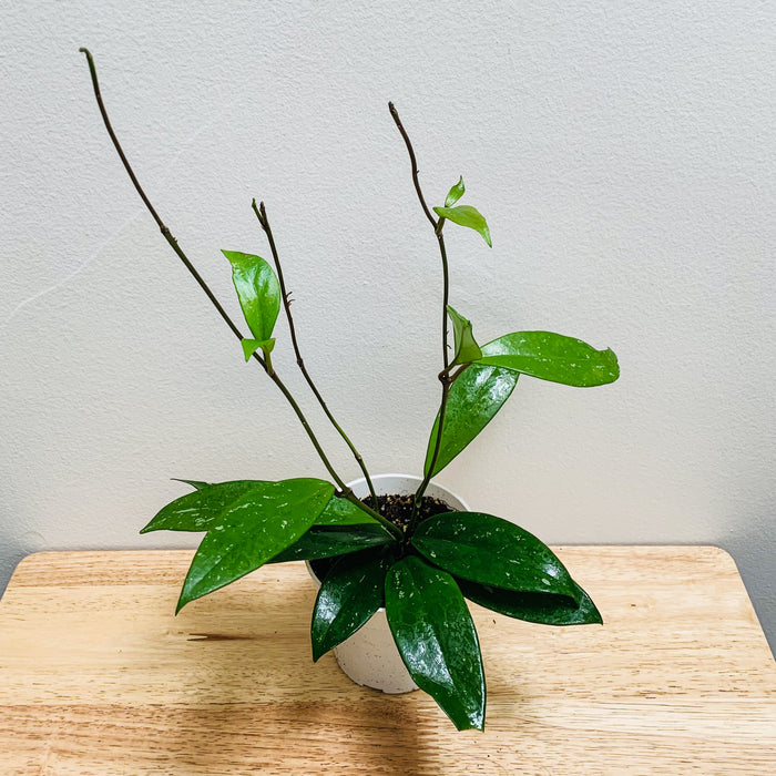 Hoya Pubicalyx Splash - 4"