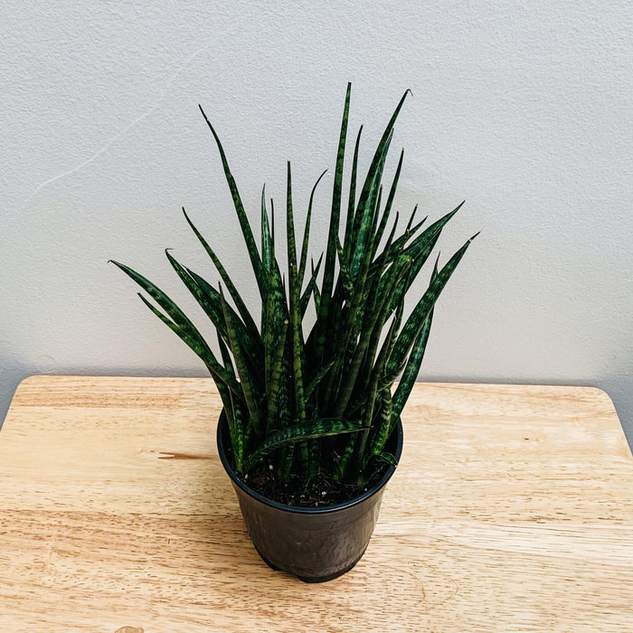 Sansevieria Fernwood Mikado - 5"