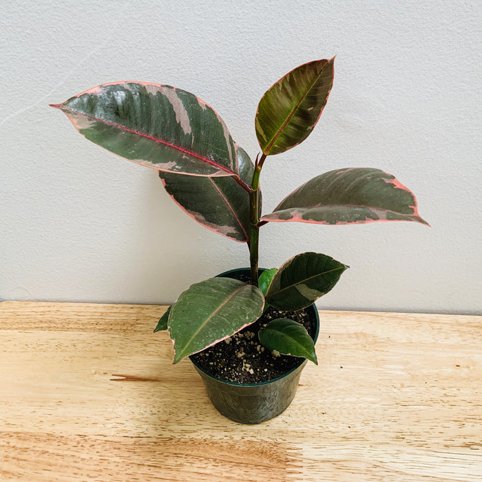 Ficus Elastica Ruby (Rubber Tree) - 4"