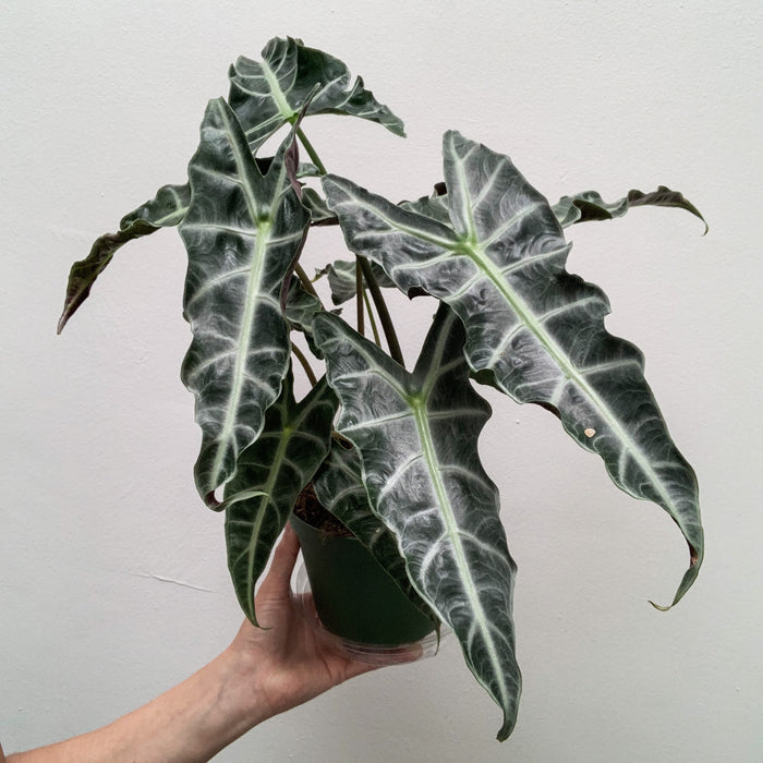 Alocasia Amazonica - 6"