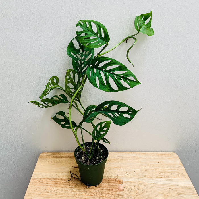 Monstera Adansonii (large)- 4"