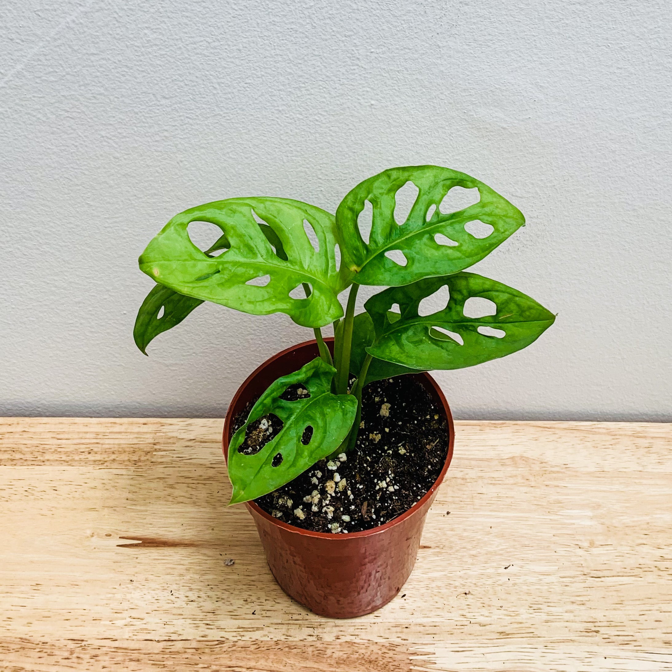 Monstera Adansonii (small)- 4