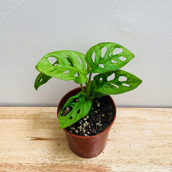 Monstera Adansonii (small)- 4"