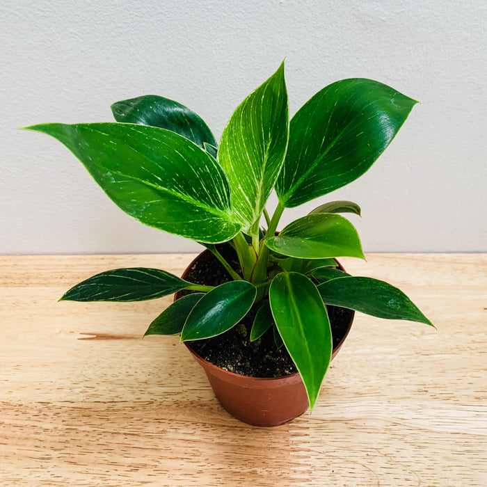 Philodendron Birkin - 4"