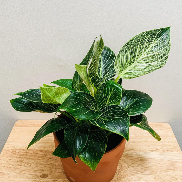 Philodendron birkin - 6" - plvnt bby
