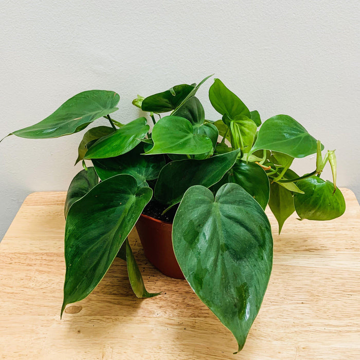 Philodendron hederaceum "Heartleaf" - 6" - plvnt bby