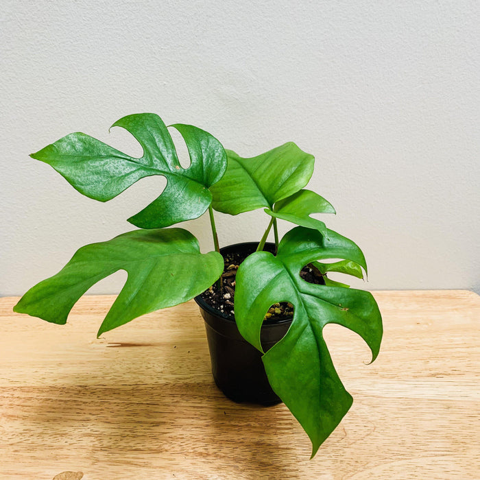 Rhaphidophora tetrasperma "Mini Monstera"- 4" - plvnt bby