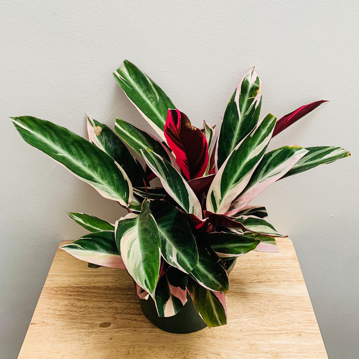 Stromanthe Sanguinea Triostar - 8"