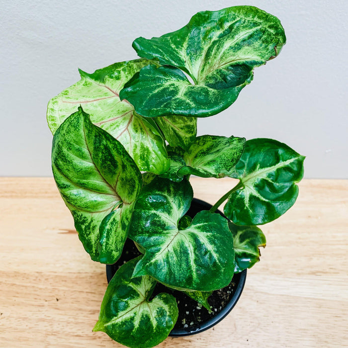Syngonium podophyllum "Berry Allusion" - 4" - plvnt bby