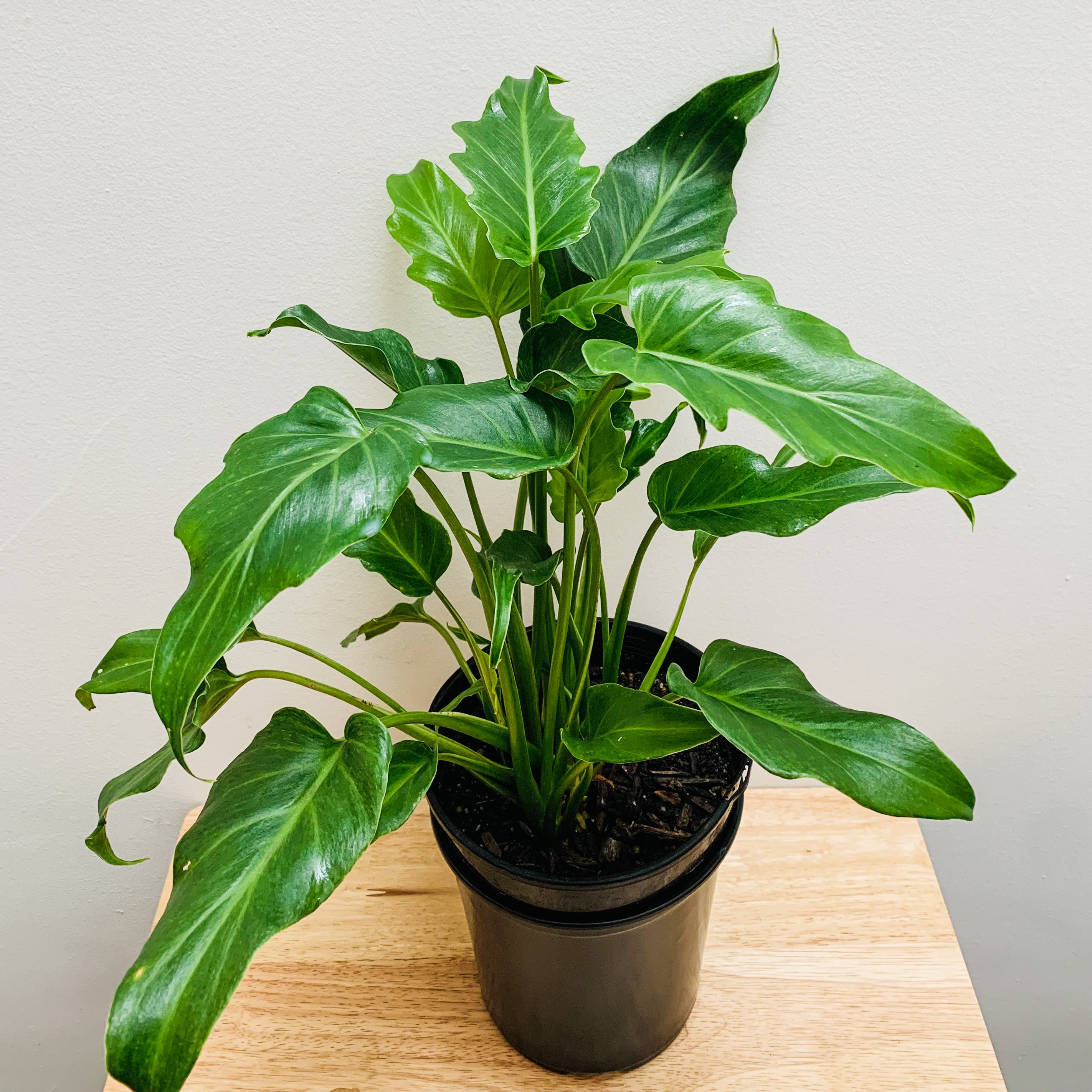 philodendron thaumatophyllum xanadu Thaumatophyllum Xanadu