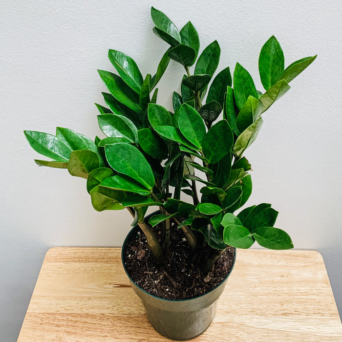 Zamioculcas Zamiifolia (ZZ Plant) - 6"