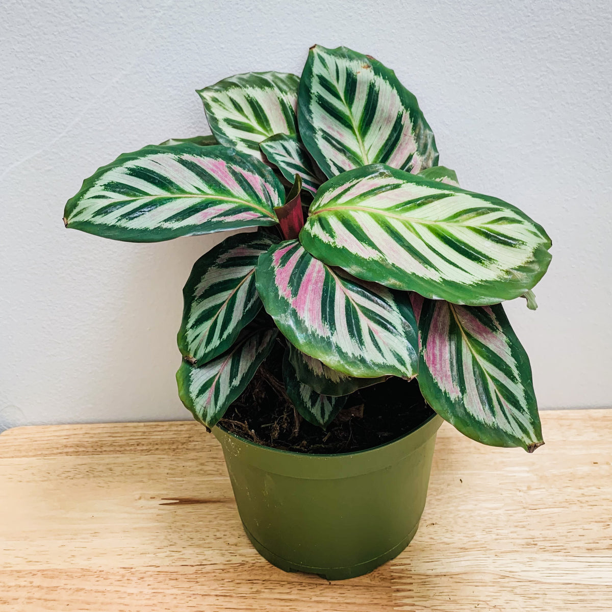 Calathea Roseopicta