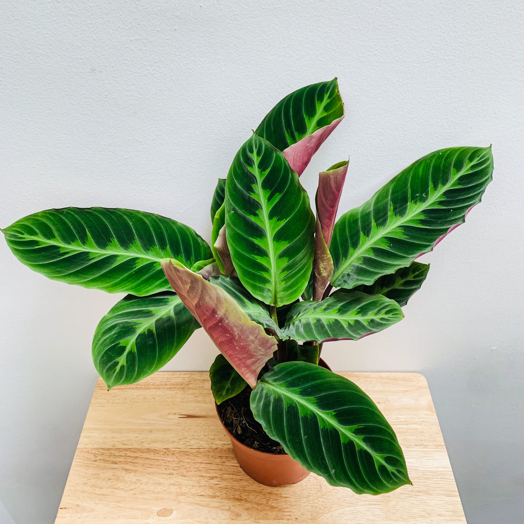 Calathea Warscewiczii (Jungle Velvet)