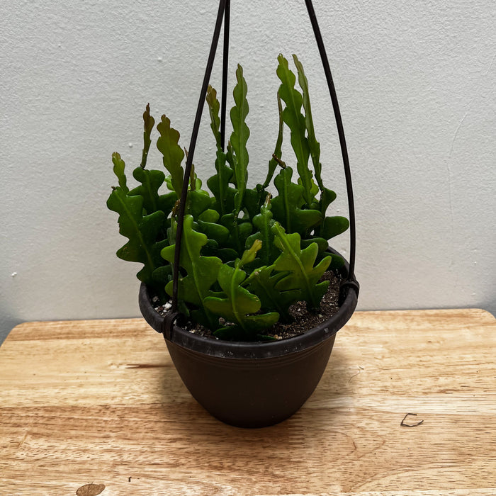 Epiphyllum Anguliger (Fishbone Cactus) - 6"