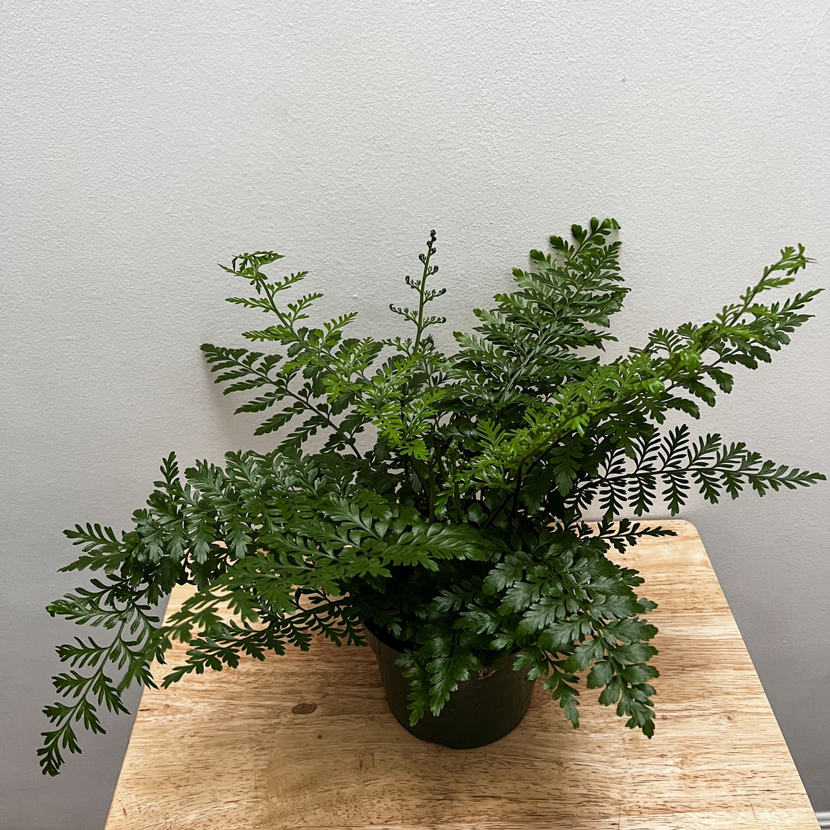 bird's nest fern austral gem Asplenium Parvati (Austral Gem Fern)