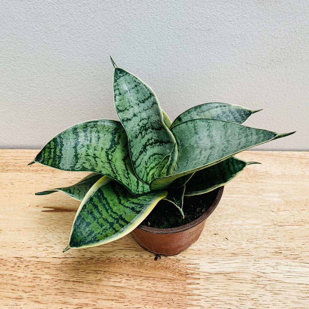 ocean star snake plant Sansevieria Hahnii Ocean Star