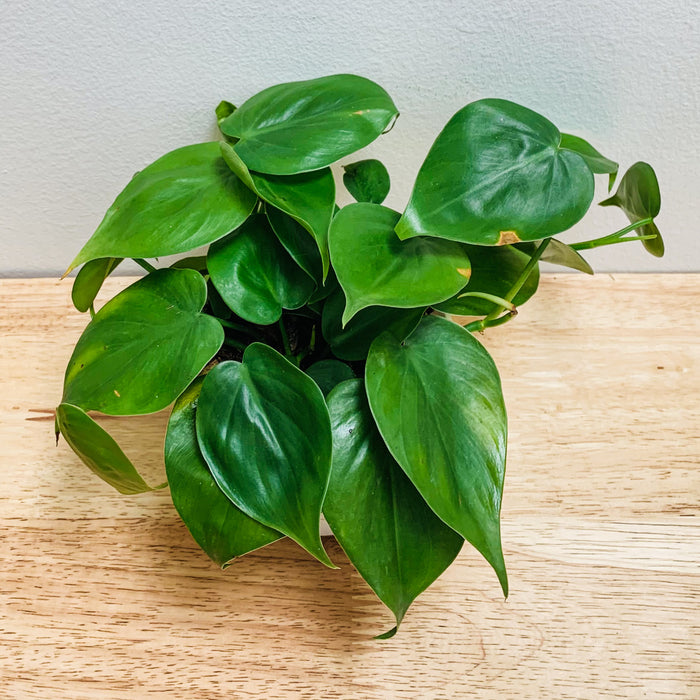 Philodendron Hederaceum (Heartleaf) - 4"